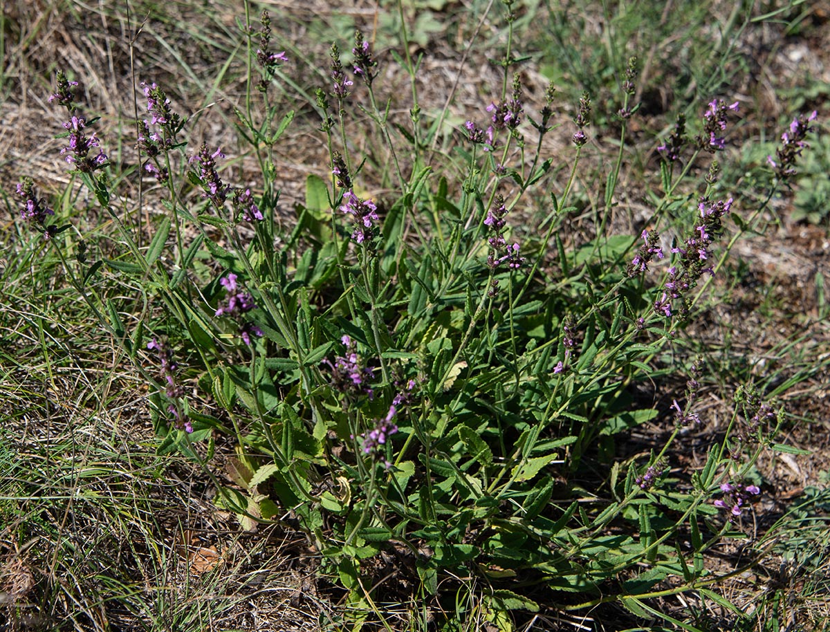Habitus